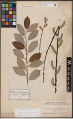 Foto von Salix caprea L. x Salix daphnoides Vill.